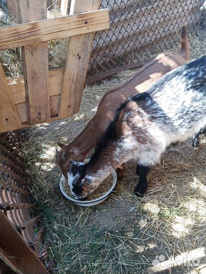 Козы Ламанча