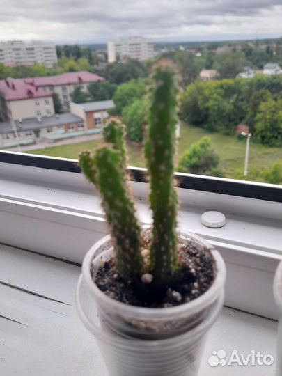 Рео и другие комнатные растения