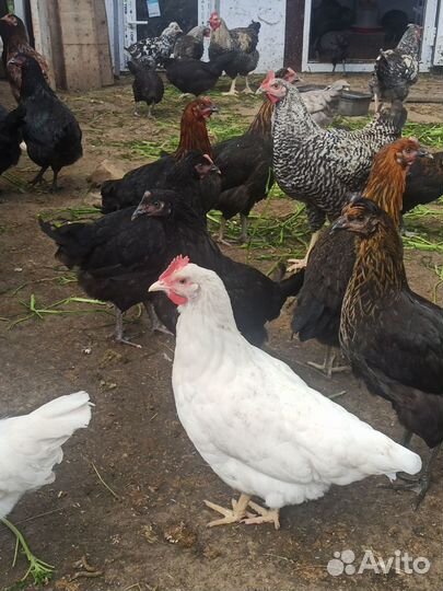 Куры несушки, молодые петушки