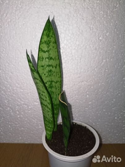 Сансевиерия Щучий хвост Тёщин язык