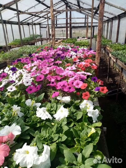 Петунья ампельная и вегетативная