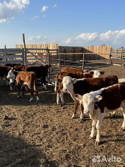 Телята бычки