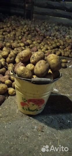 Продам картофель