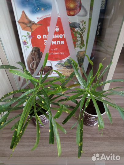 Кротон Пиктум Спот