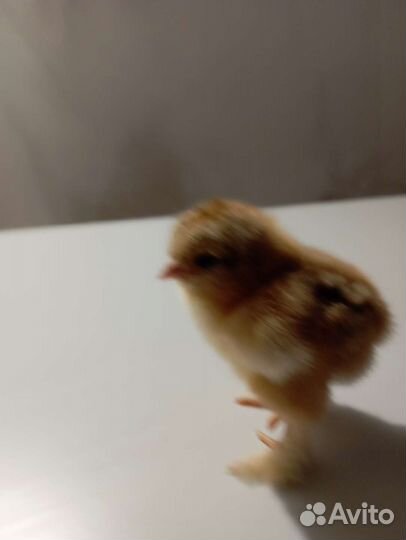 Цыплята брама