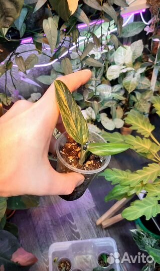 Монстера Standleyana yellow variegated