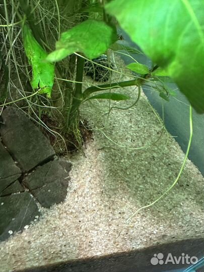 Растения для аквариума (прополка)