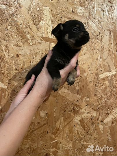 Той-терьер щенки