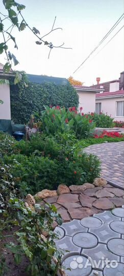 Клубни канны