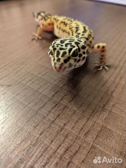 Пятнистый эублефар Normal (от Black Night cross)