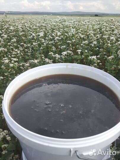 Мед из Башкирии. Перга и другие продукты пче-ва