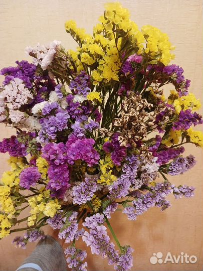 Камыш сетария ковыль сухоцветы флористика