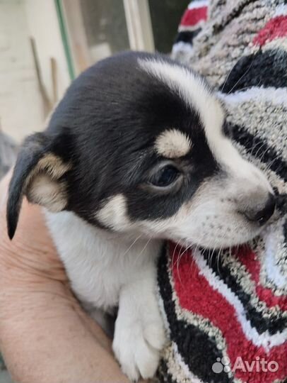 Щенок в добрые руки маленькой собаки