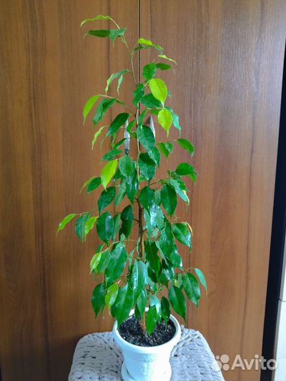 Фикус взрослый Неон