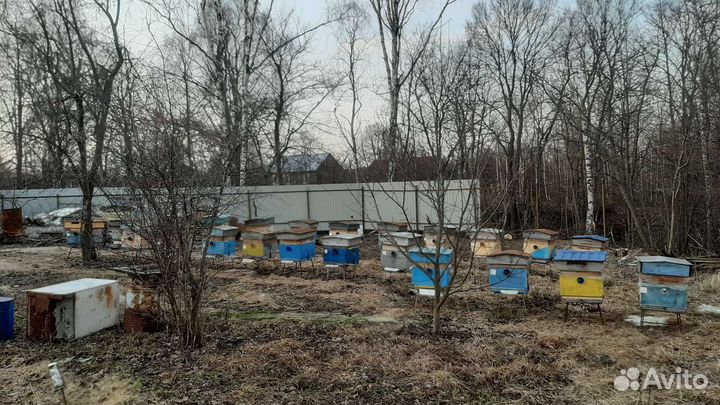 Семьи пчел
