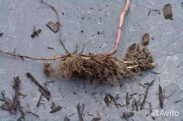 Монарда, шиповник и роза