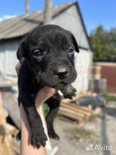 Щенки лабрадора