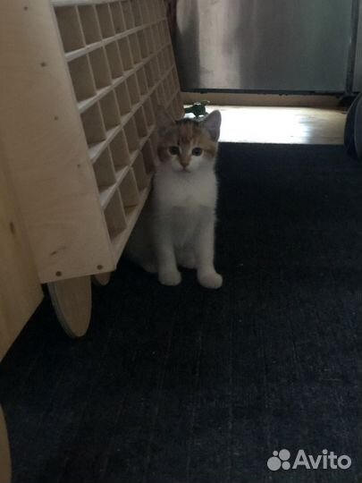 Кошка