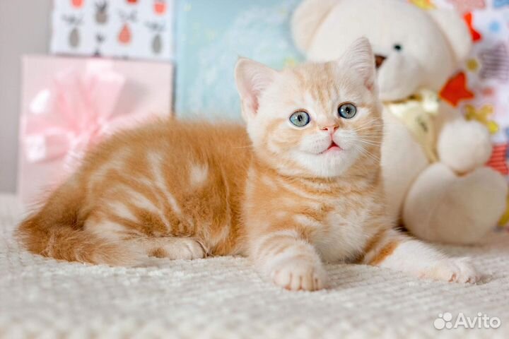 Мальчик британчик