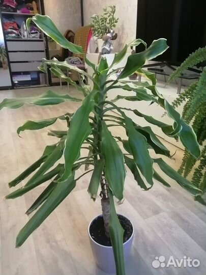 Комнатные цветы драцена