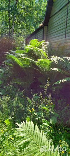 Папоротник садовый