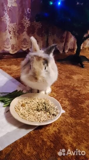 Отдам бесплатно животные