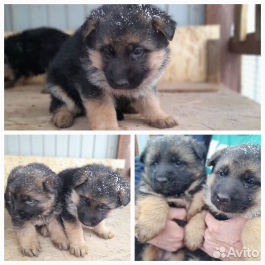Щенки немецкой овчарки