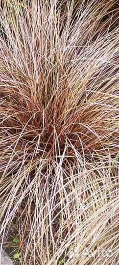 Осока медная