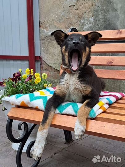 Щенок в добрые руки