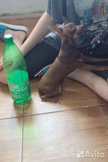 Русский той-терьер мини