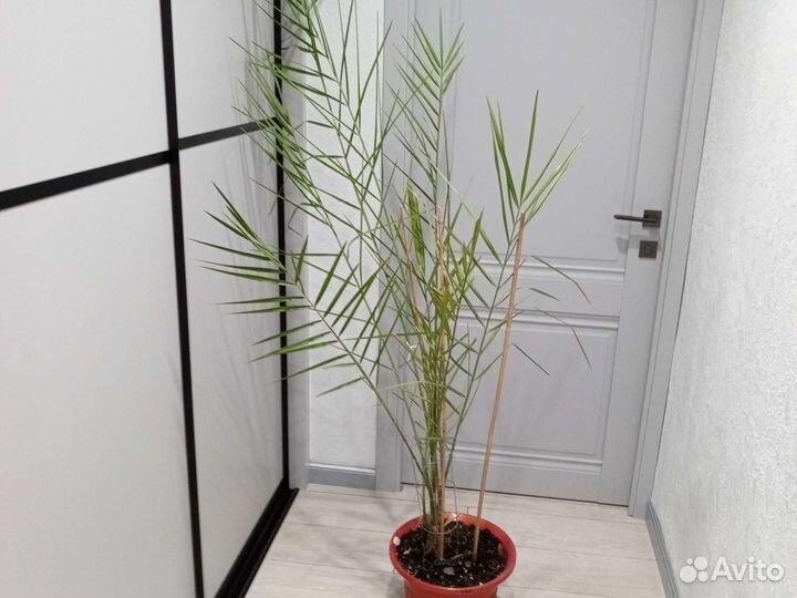 Финиковая пальма