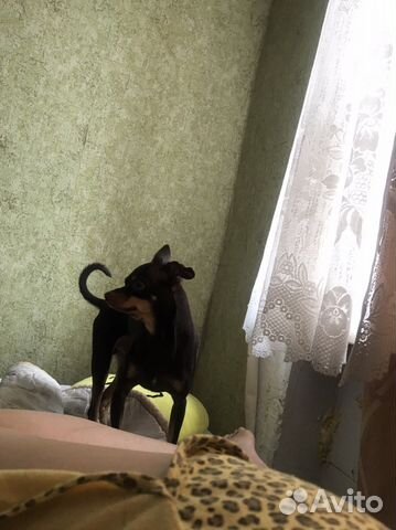 Тойчик, ждет девочку, 15 мин и все