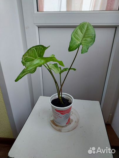 Сингониум батерфляй