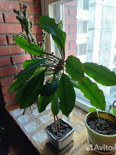 Комнатный цветок