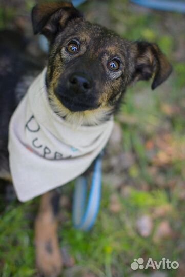 Привитая Мила - ласковая щенок-девочка в дар