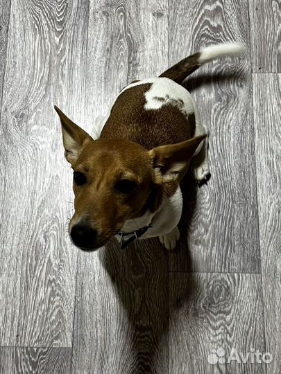 Джек рассел терьер