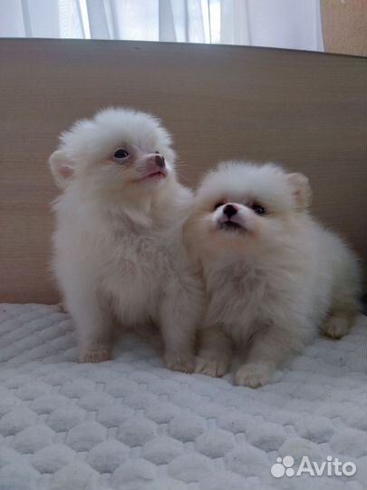 Девочка и Мальчик немецкого шпица