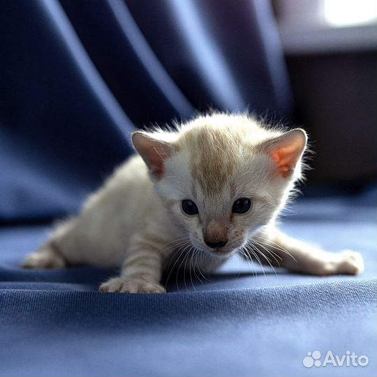 Котята манчкин генетта