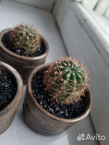 Семейство кактусов