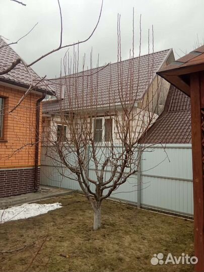 Спил деревьев Обрезка