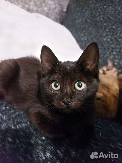 Чёрная пантерка)