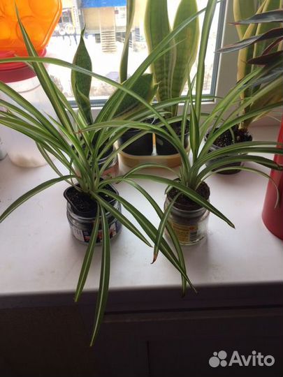 Хролофитум