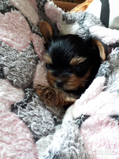 Щенки йорка мини