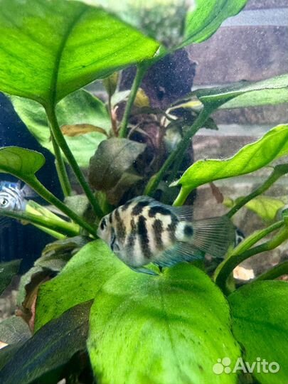 Рыбка сапфировый попугай