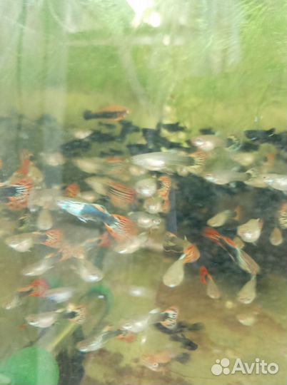 Гуппи (испанцы) чистая линия