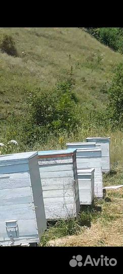 Пчелинные улья И мед