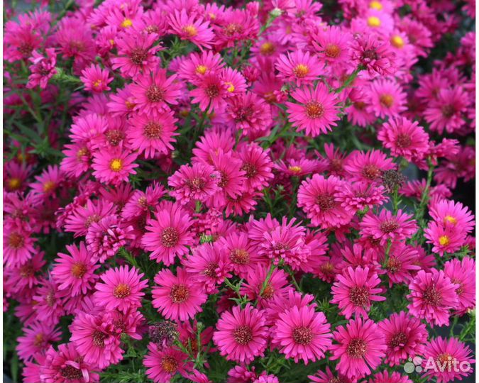 Астра n.b. Royal Ruby