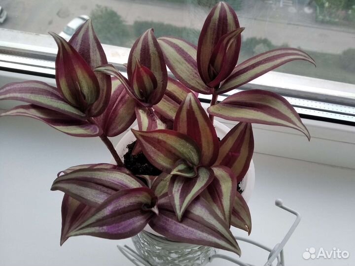 Традесканция зебрина