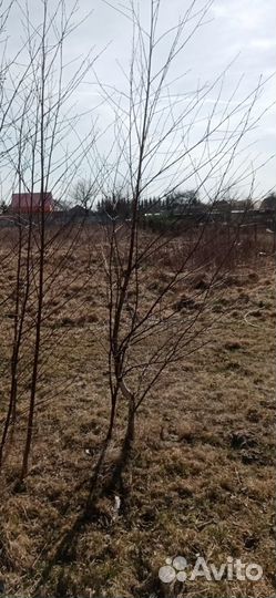 Саженцы березы