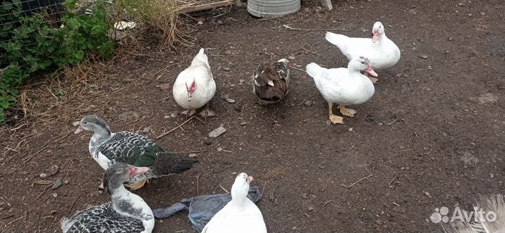 Индоутки на племя